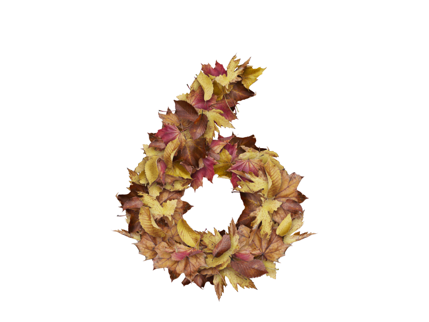 6 Number with Dry Leaves