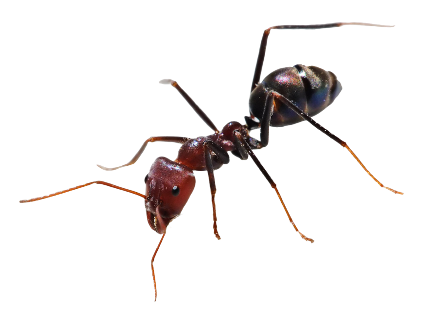 Ant