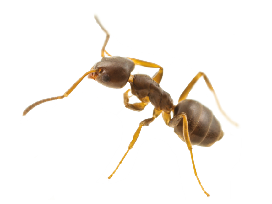 Ant