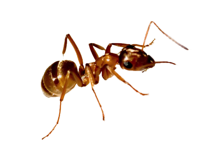 Ant