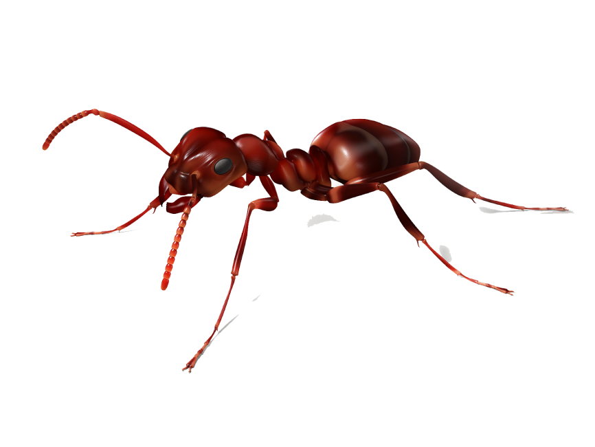 Ant