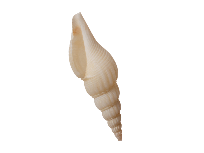 Auger Shell