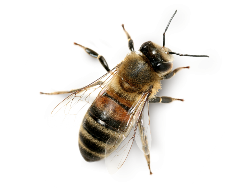 Bee