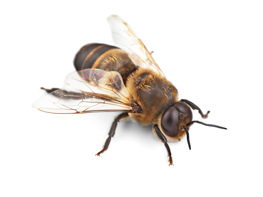 Bee