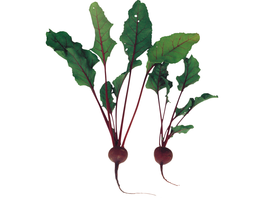 Beet