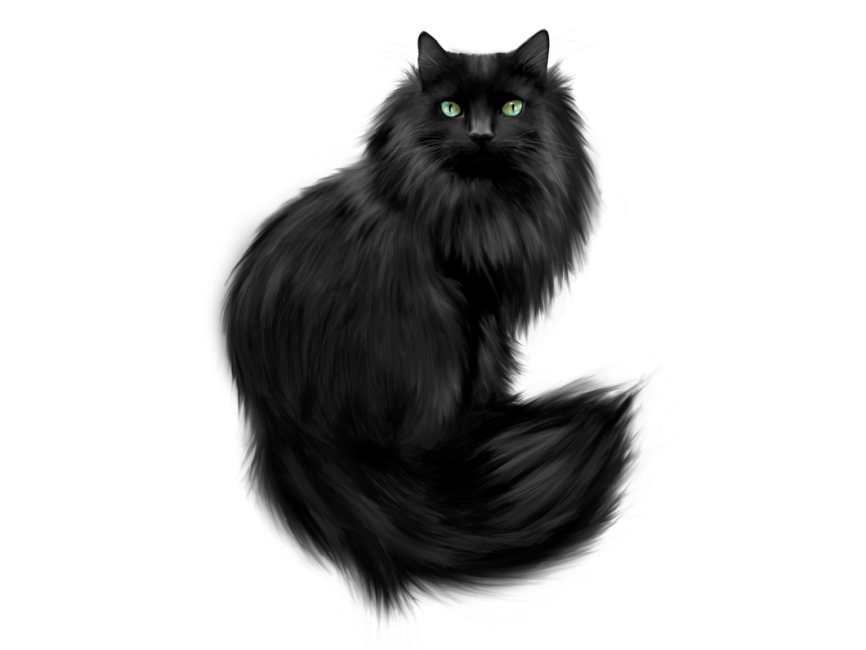 Black Cat
