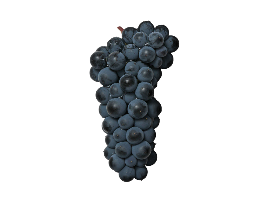 Black Grape