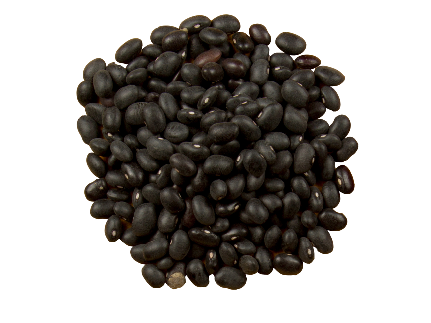Black Turtle Bean