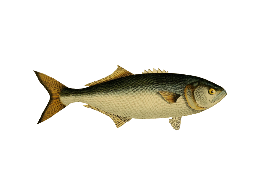 Blue Fish