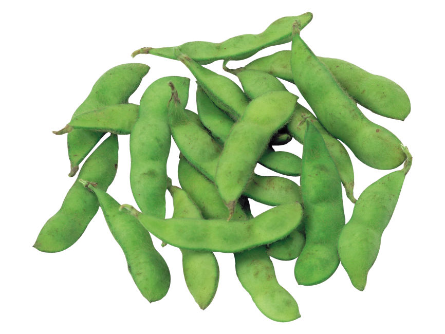 Broad Bean