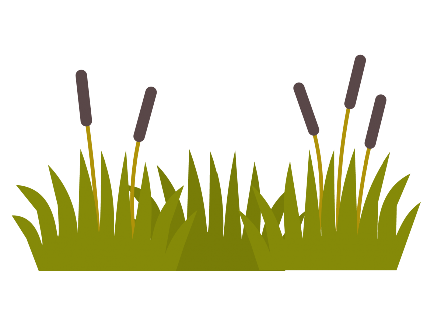 Bulrush