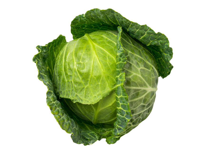 Cabbage