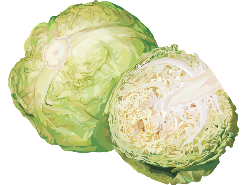 Cabbage