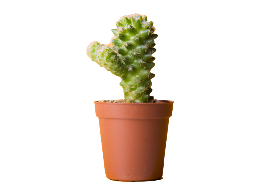 Cactus in Flowerpot