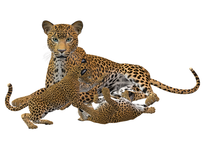Cheetah