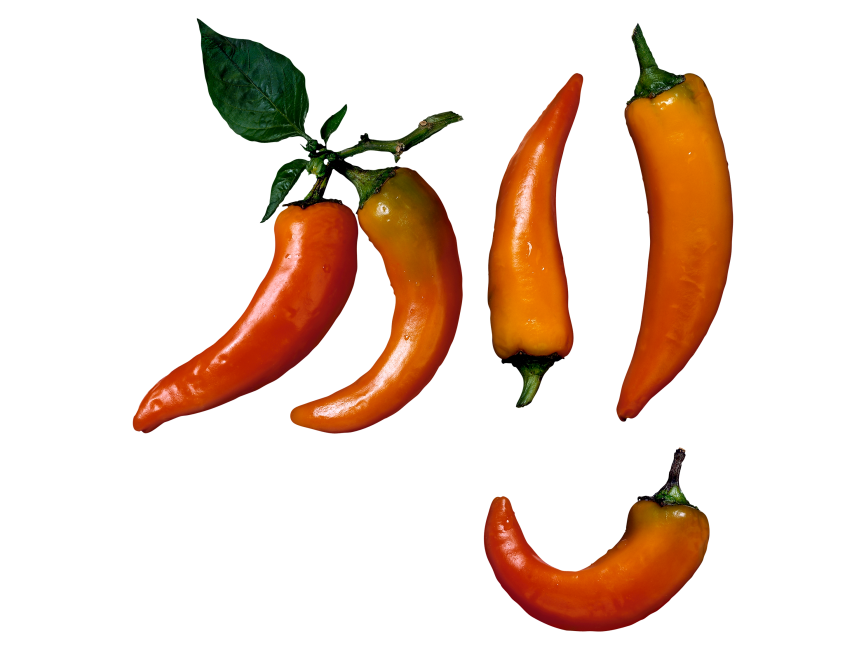 Chili Pepper
