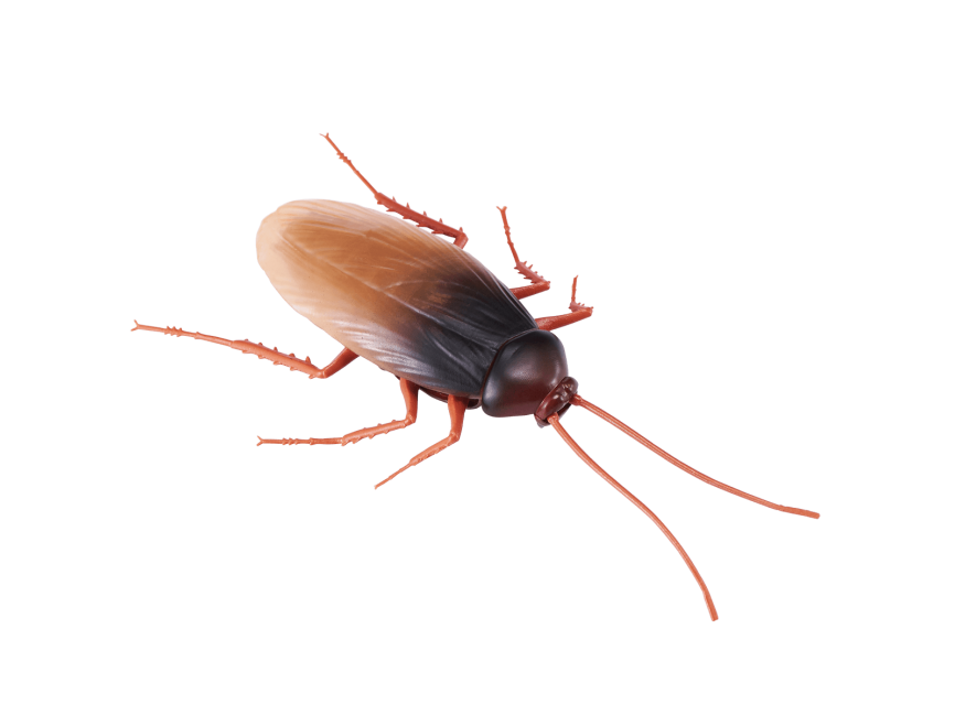 Cockroach