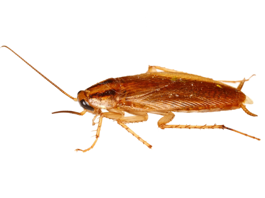 Cockroach