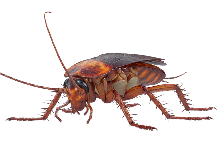 Cockroach