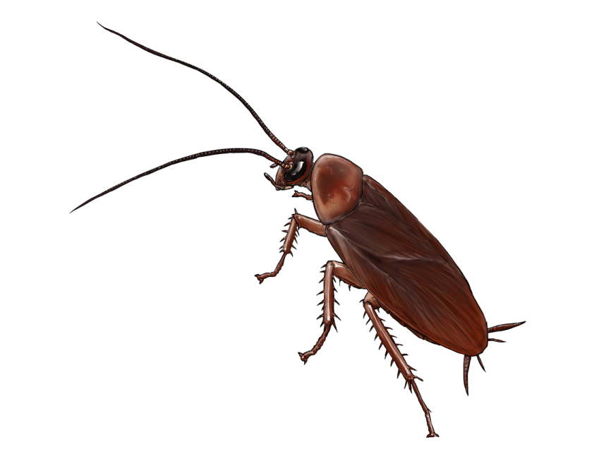 Cockroach