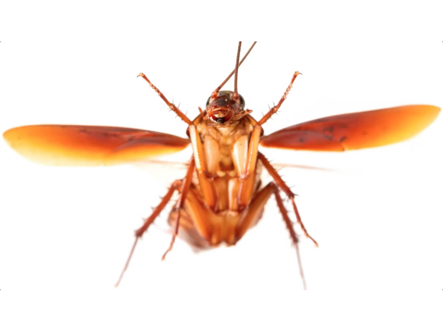 Cockroach
