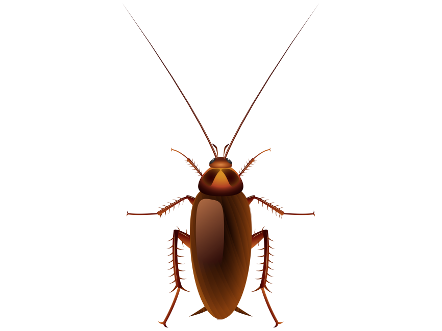 Cockroach