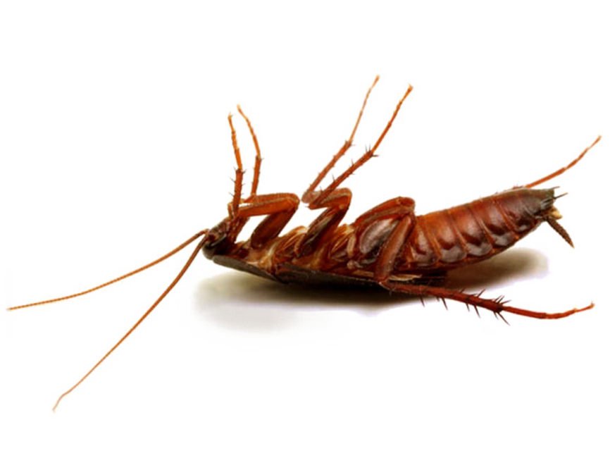 Cockroach