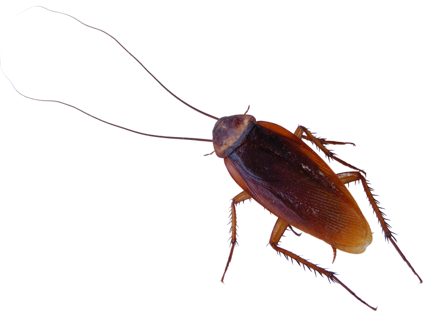 Cockroach