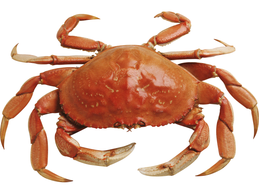 Crab