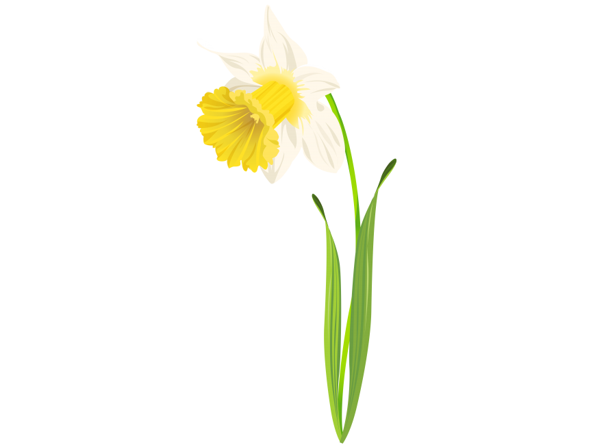 Daffodil