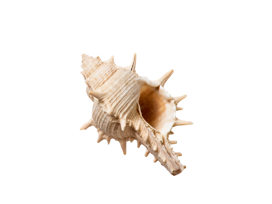 Decorative Seashell