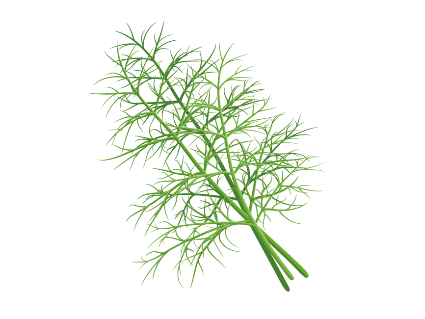 Dill