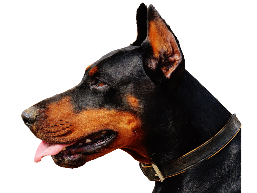 Doberman