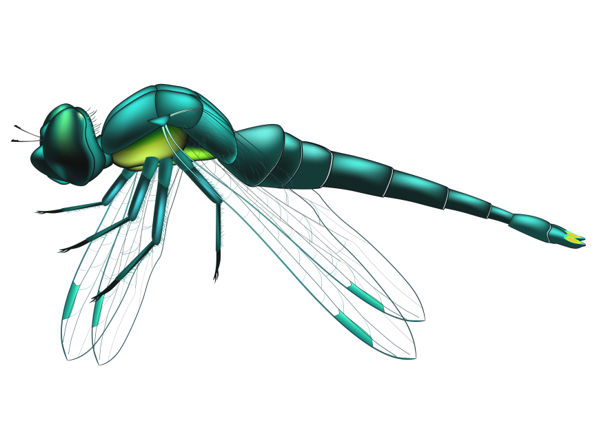 Dragonfly