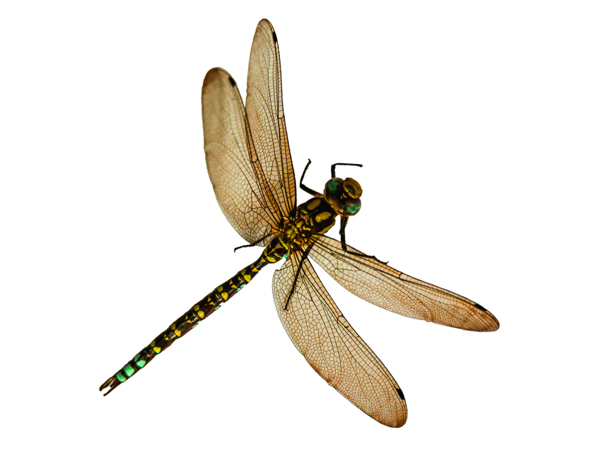 Dragonfly