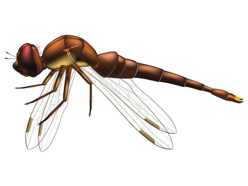 Dragonfly