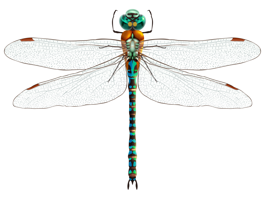 Dragonfly