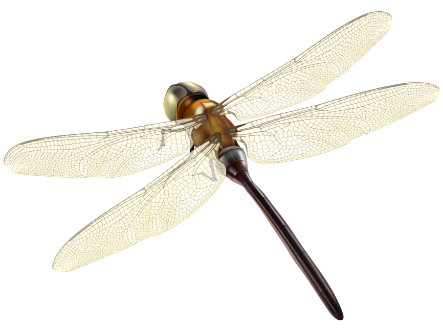 Dragonfly