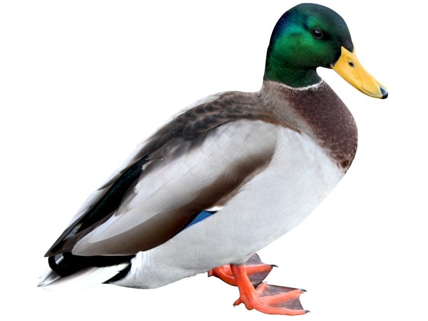 Duck