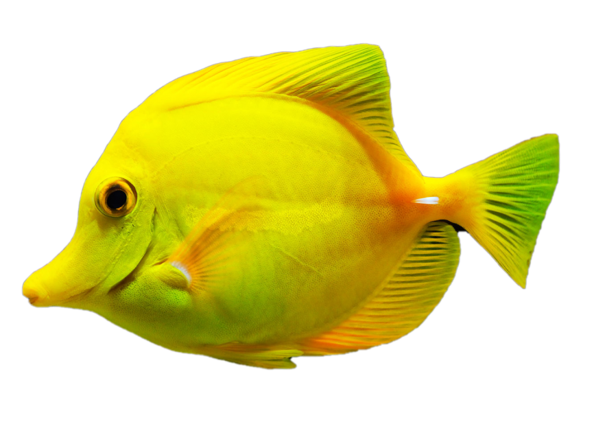 Fish