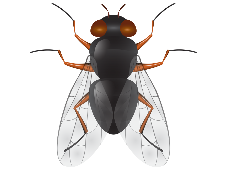 Fly