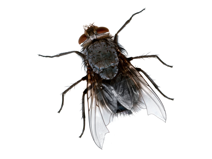 Fly