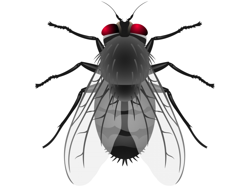 Fly