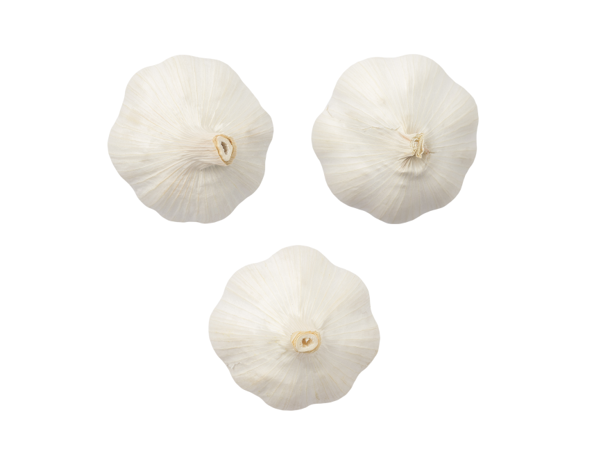 Garlic