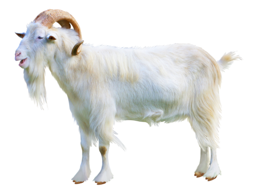 Goat
