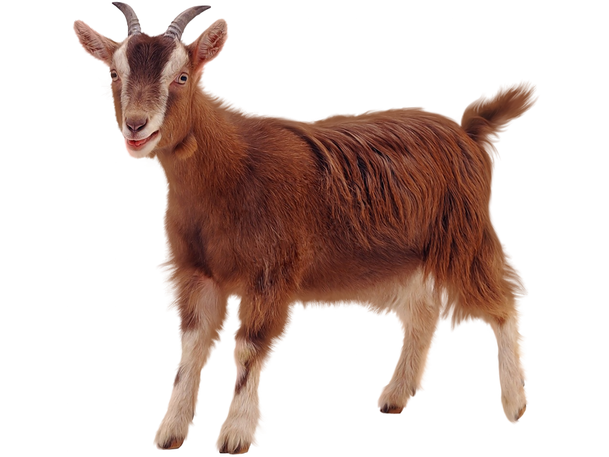 Goat