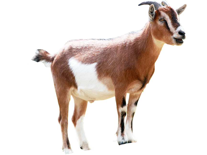 Goat