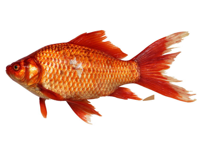 Goldfish