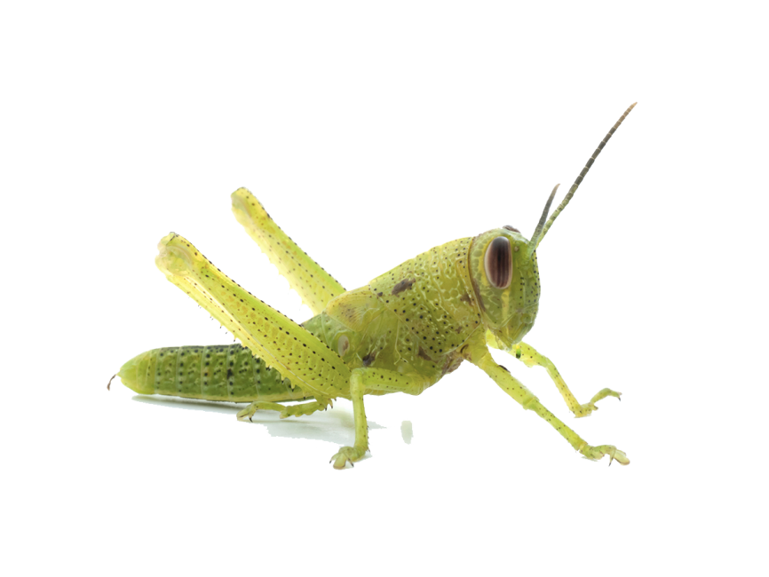 Grasshopper
