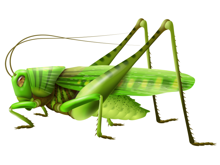 Grasshopper